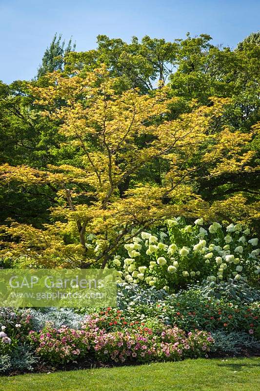 Acer palmatum, Hydrangea paniculata with annuals and perennials in mixed border
