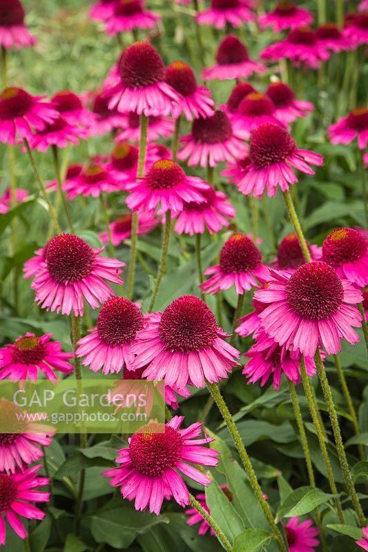 Echinacea 'Delicious Candy' 