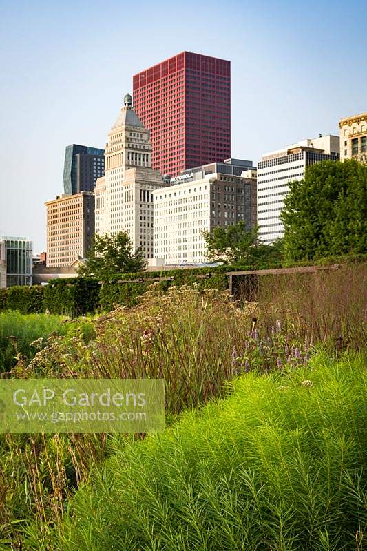 Panicum virgatum 'Shenandoah' - Red Switch Grass - with other perennials in a prairie planting with skyscrapers in the background