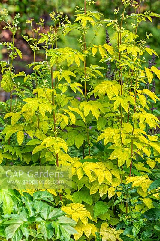 Filipendula ulmaria 'Aurea' - Golden Meadowsweet