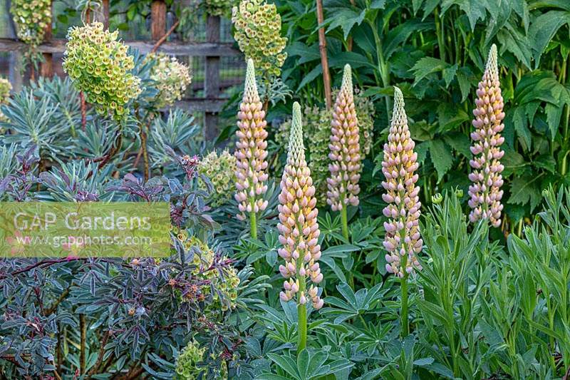 Lupinus - Lupin - seedlings in a border with Euphorbia