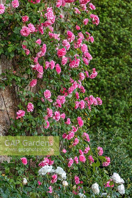 Rosa 'Pink Perpetue' - Climbing Rose - on a wall