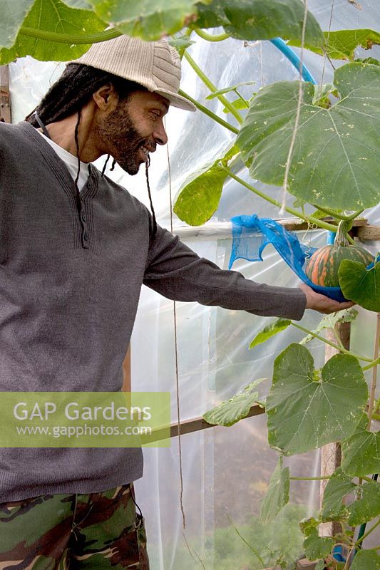 Man inspecting a developing fruit on a Curcurbita - Squash - plant growing in polytunnel on an allotment, weight of the fruit supported by netting 