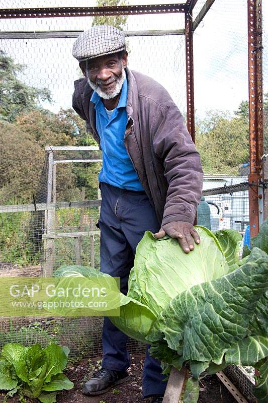 Allotment holder showing his large Brassica - Cabbage, grown in walk-in cage covered with netting 
