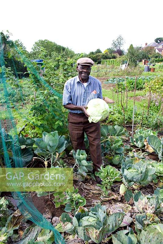 Man on his allotment holding a large Brassica - Cabbage