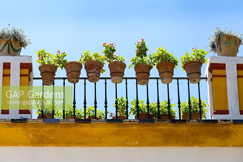 Balcony with pots of Pelargonium attached to metal railings on white and yellow painted stucco