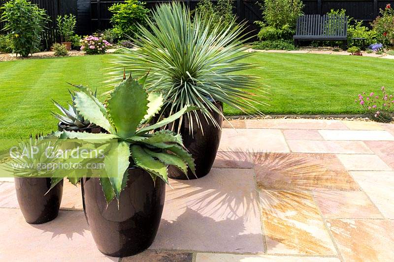Agaves such as Agave parryi subsp. neomexicana and a Cordyline in black ceramic pots on a paved patio, with lawn behind