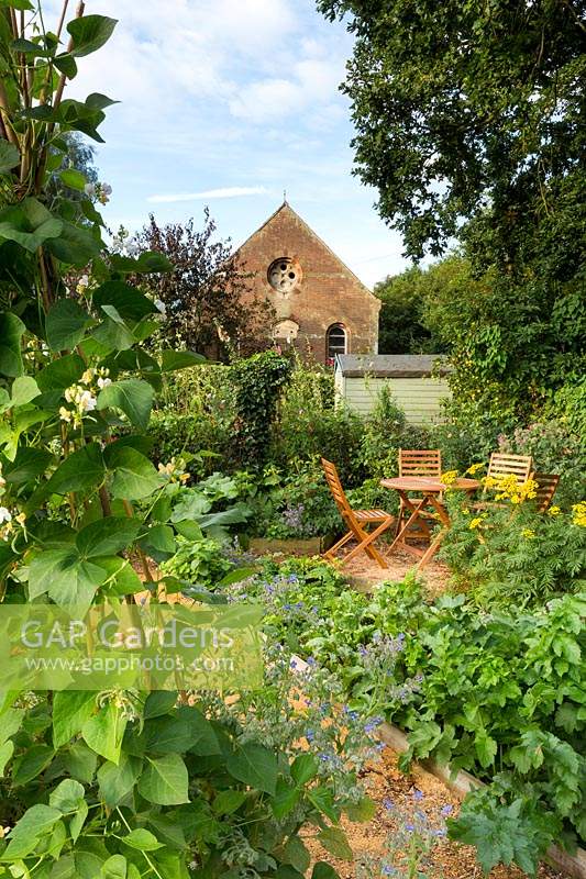 Runner Bean 'White Lady' climber, view of country garden with table and chairs and the Old Methodist Chapel in the background