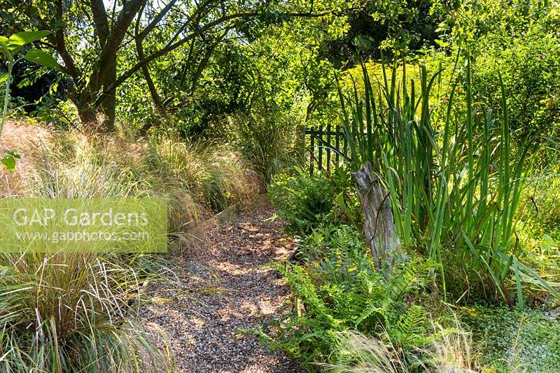 Dappled shade on the gravel pathway leading to the picket gate, beds with   Stipa arundinacea and Dryopteris filix-mas under trees