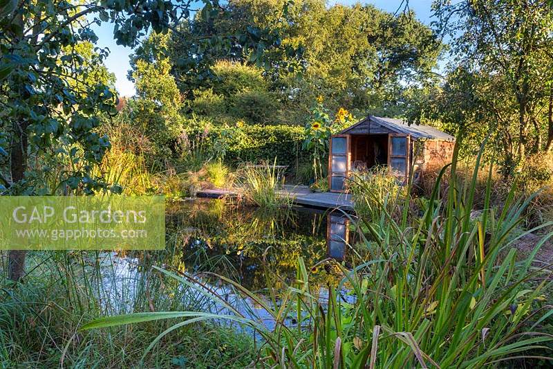 Wildlife pond with rustic summer house, water plants include Scirpus maritimus, syn. Bolboschoenus maritimus - Bulrush 
