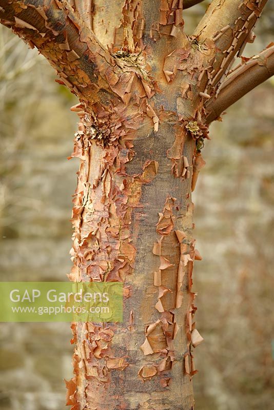 Acer griseum - Paperbark Maple - peeling bark detail
