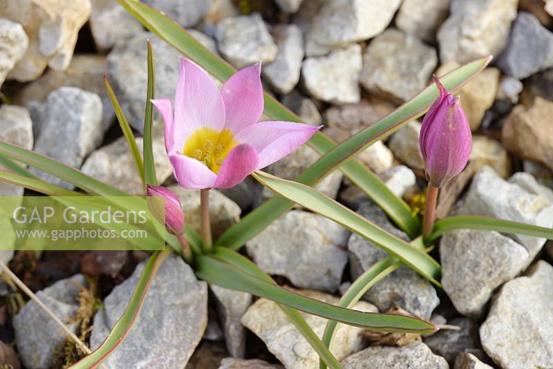 Tulipa humilis - Species Tulip - in grabel