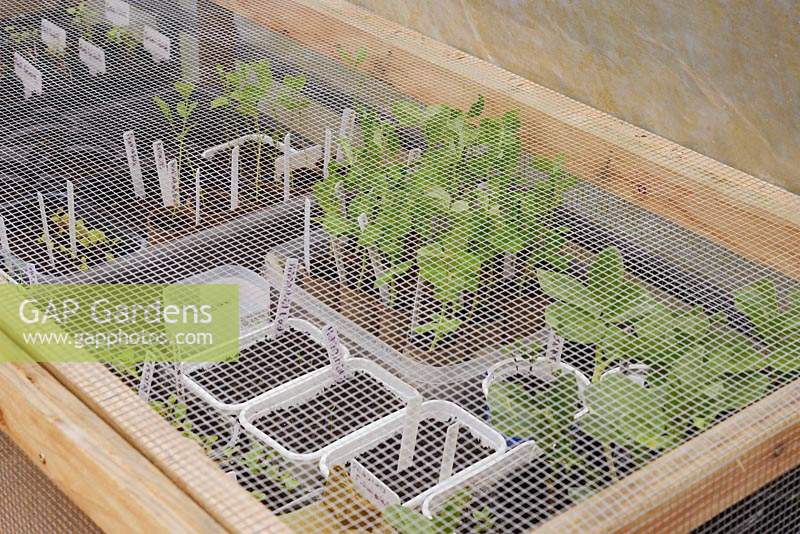 Young vegetable seedlings in recycled pots under rodent-proof frames 