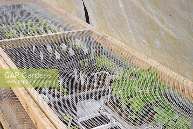 Young vegetable seedlings in recycled pots under rodent-proof frames 