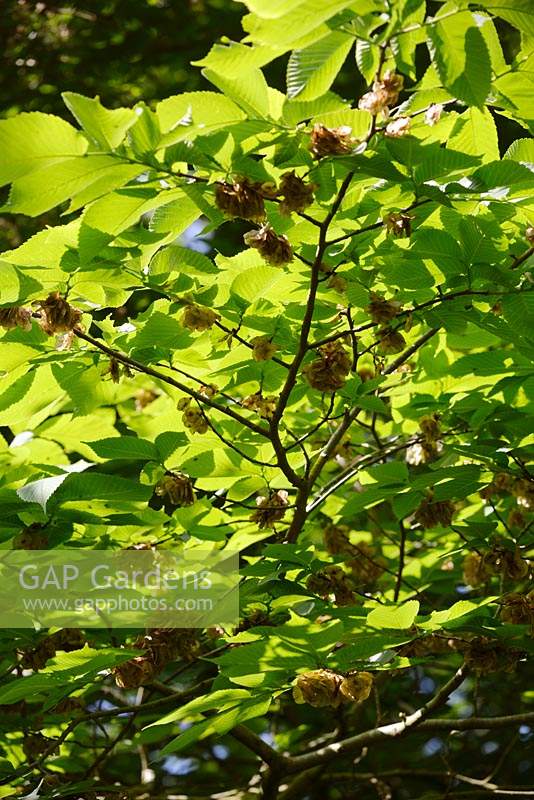 Ulmus glabra - Wych Elm - winged seeds on branches 