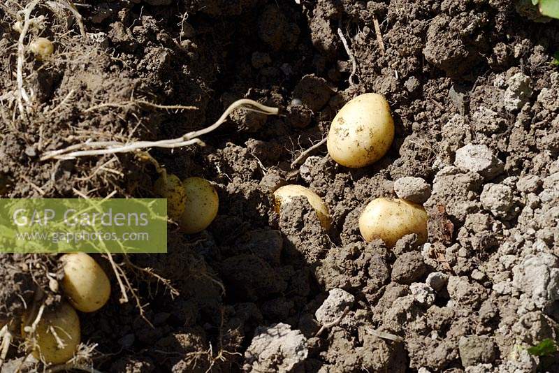 Harvesting First Early Potato 'Casablanca' 