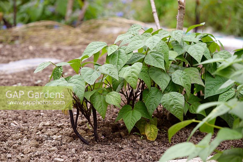 French Bean 'Royal Burgundy', low-growing dwarf plants growing in ground with crop of purple beans