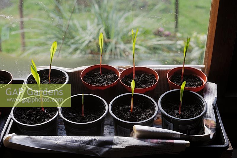 Zea mays - Sweetcorn 'Red' seedlings growing indoors on a windowsill 