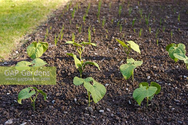 Phaseolus vulgaris 'Jacobs Cattle Gold' - Drying or Shelling Bean - young plants growing in the ground 