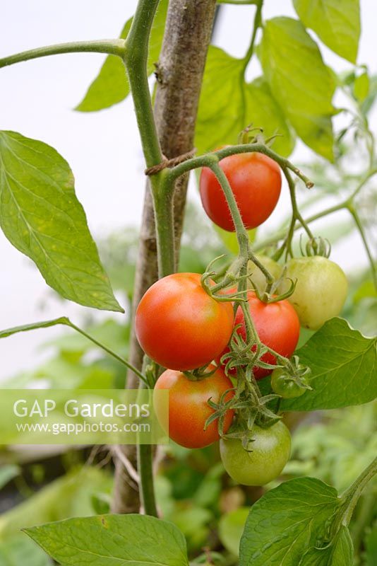Lycopersicon esculentum - Tomato 'Maskotka' - growing undercover in a polytunnel
