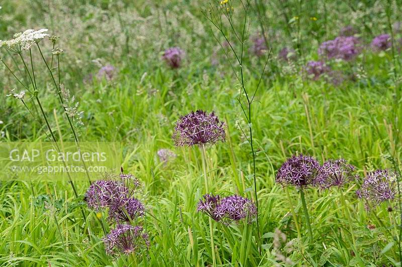 Allium cristophii and Anthriscus sylvestris - Cow Parsley - in long grass