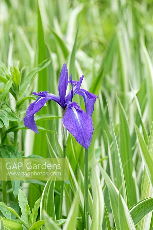 Iris laevigata 'Variegata' - Variegated Japanese iris