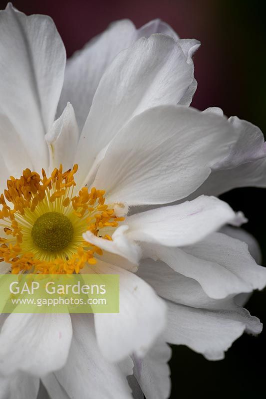Anemone 'Frilly Knickers', detail of petals and yellow stamens