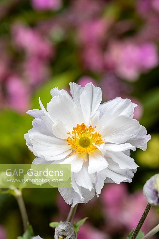 Anemone 'Frilly Knickers'