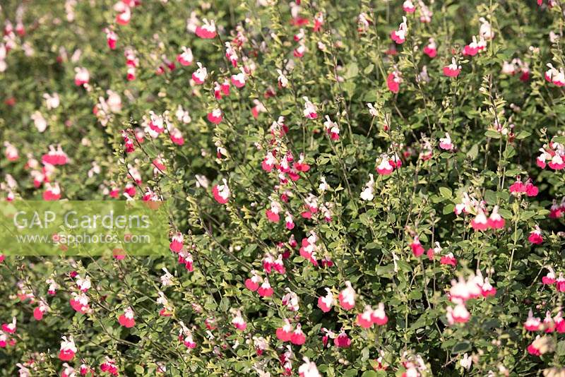 Salvia x jamensis 'Hot Lips' 
