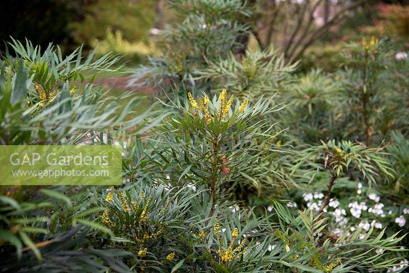 Mahonia eurybracteata 'Sweet Winter' - underplanted with Parahebe catarractaea 'Avalanche' 