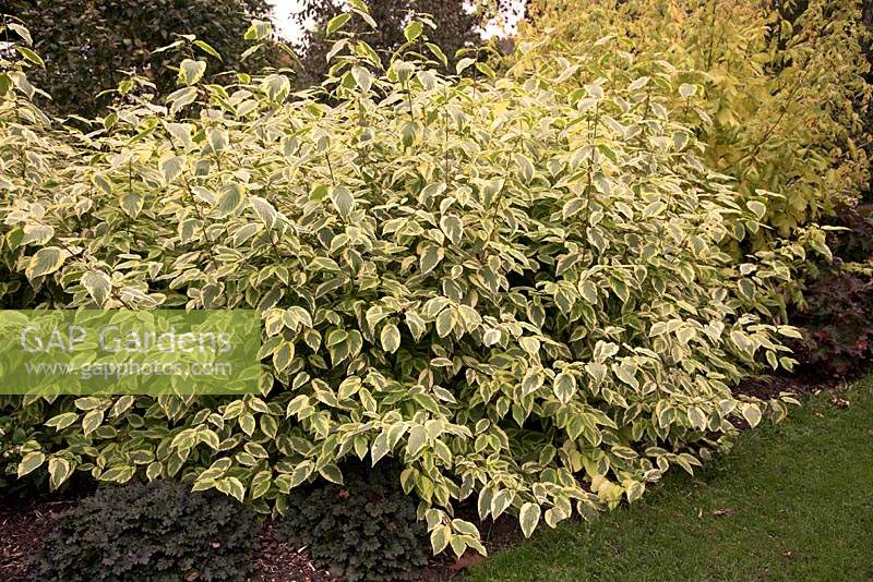 Cornus sericea 'Hedgerows Gold' - Red Osier Dogwood
