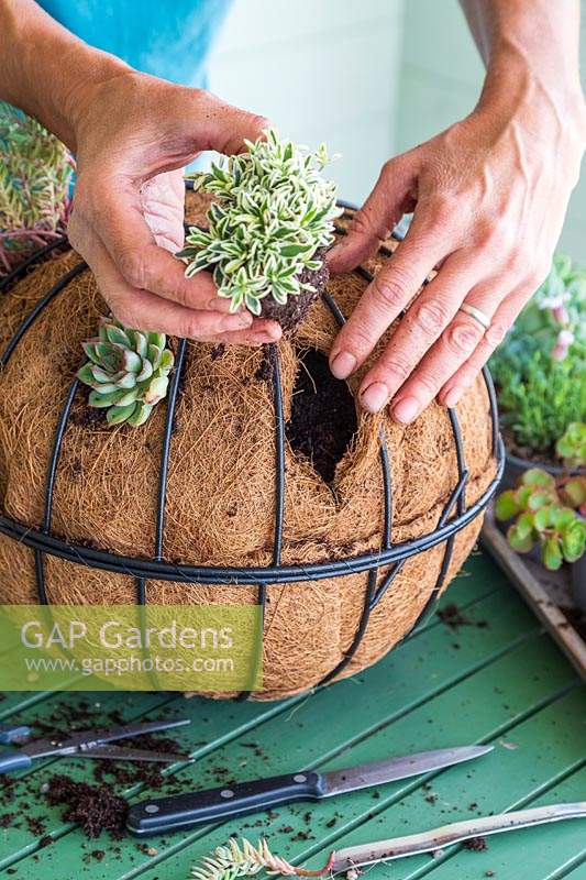 Woman planting Arabis ferdinandi-coburgi 'Variegata' into hole made in hanging basket liner 