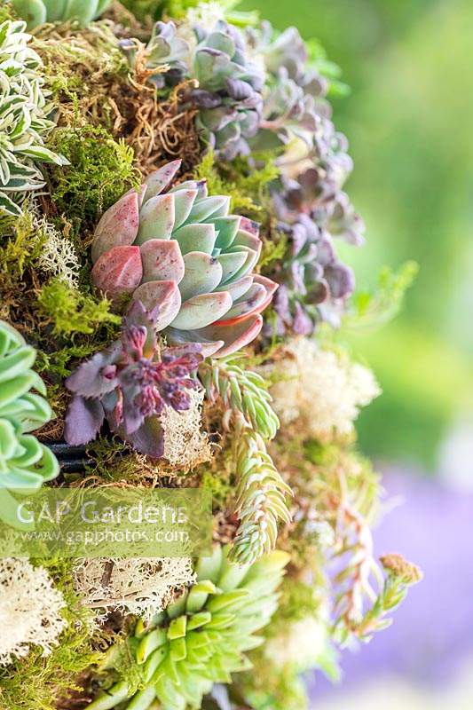 Close up detail of hanging succulent and alpine ball