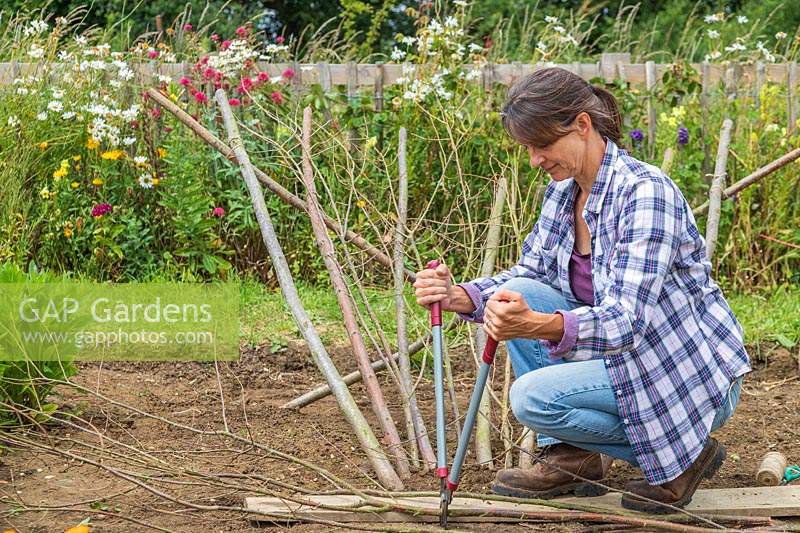 Woman using loppers to trim pea sticks ready to add to support