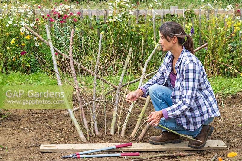 Woman adding pea sticks to hazel pole support