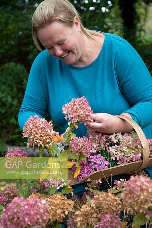Woman cutting Hydrangea flowerheads using secatuers in late Summer.