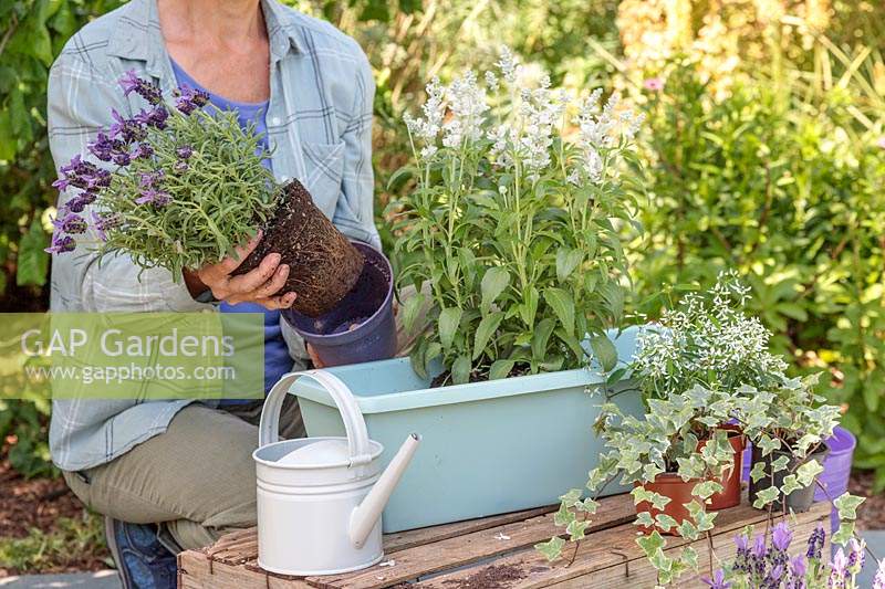 Woman removing lavender 'Fantasia Early Purple' ready for planting into plastic trough. 