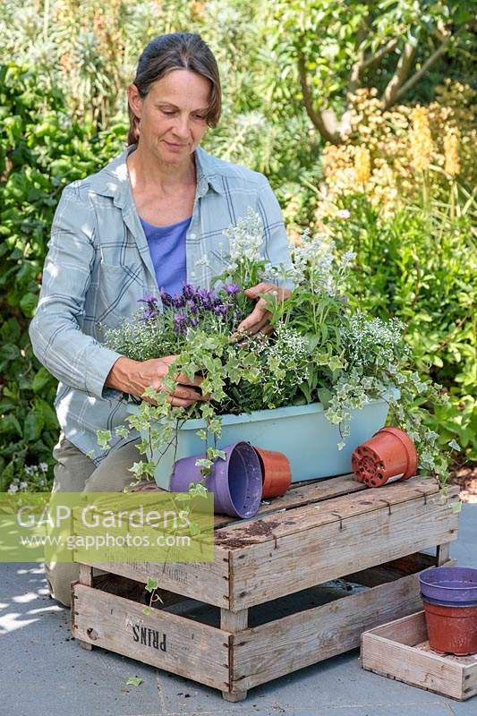 Woman planting Ivy into summer themed plastic trough planter. 