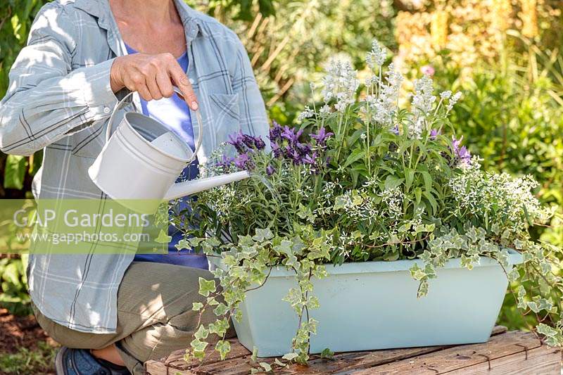 Woman using small metal watering can to water newly planted up plastic trough planter with summer planting. 