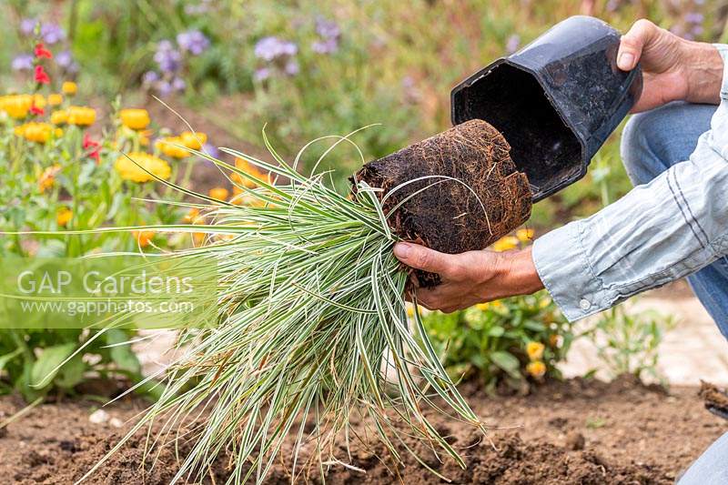 Woman taking Carex 'Everest' out of plastic pot. 
