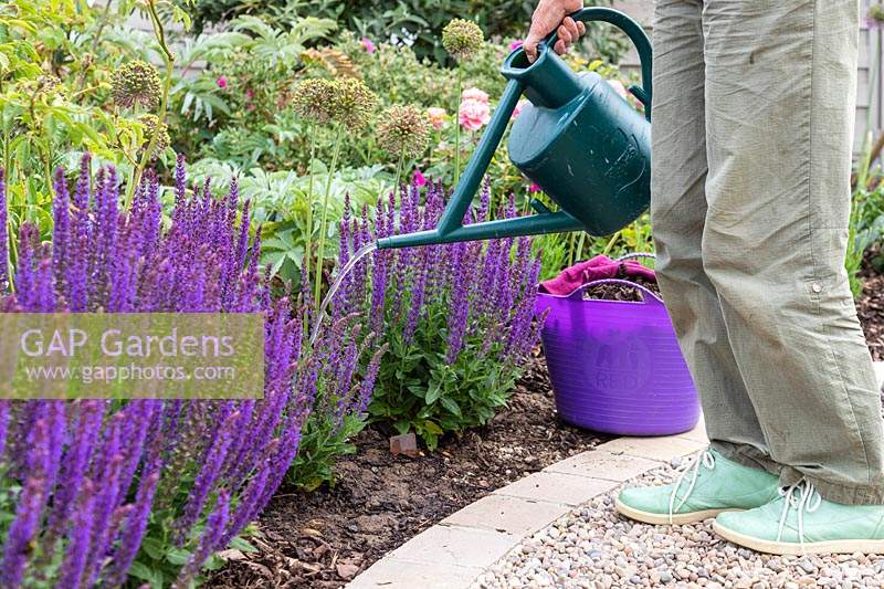 Woman using plastic watering can to water bed planted with Salvia nemorosa 'Ostfriesland'. 