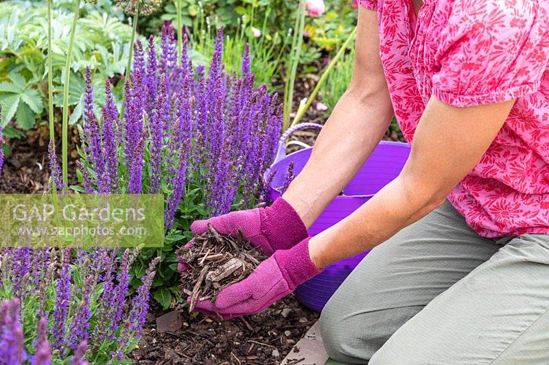 Woman adding bark chipping mulch to bed planted with Salvia nemorosa 'Ostfriesland'. 