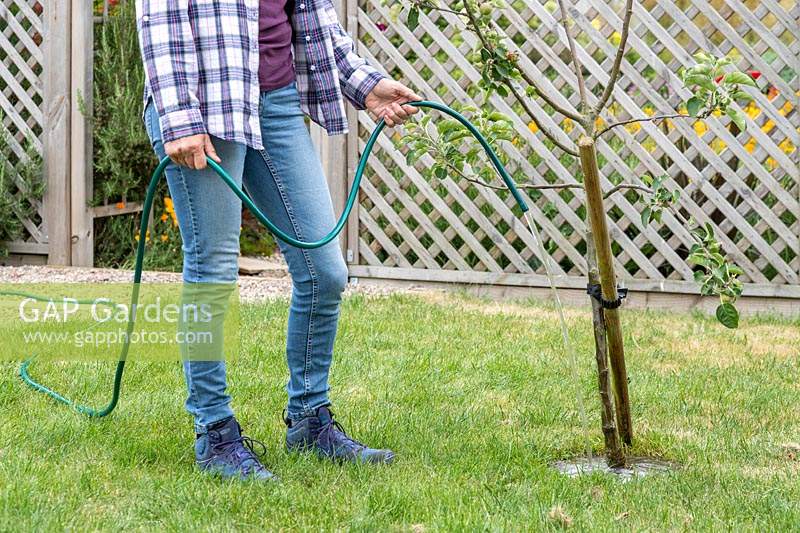 Woman watering Malus 'Bramleys Seedling' with hose pipe. 