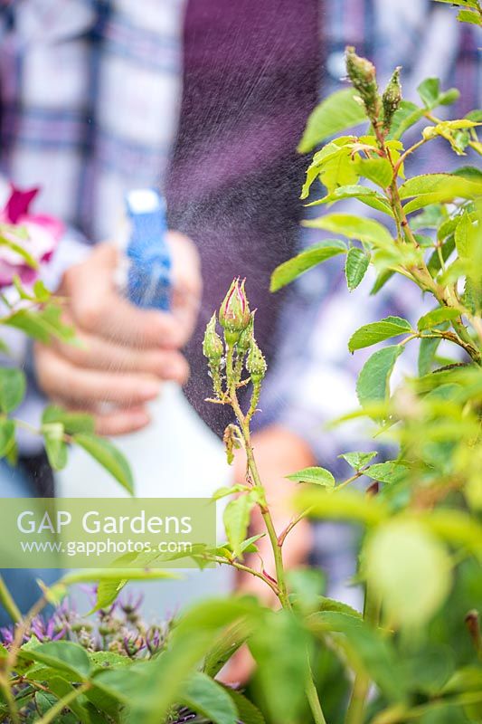 Woman spraying soapy water on to aphid infested rose shrub, using pump bottle sprayer. 