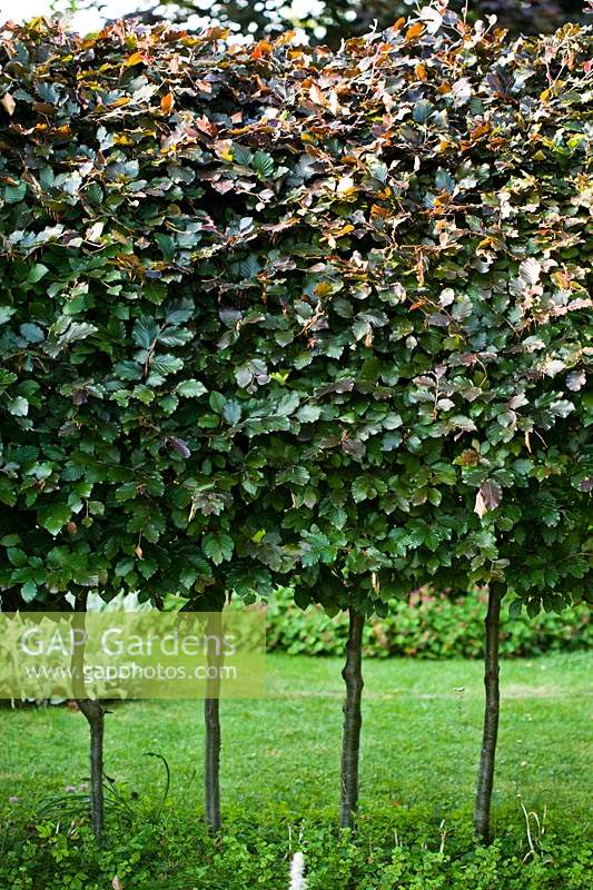 Fagus sylvatica 'Purpurea' -  Copper Beech hedge 