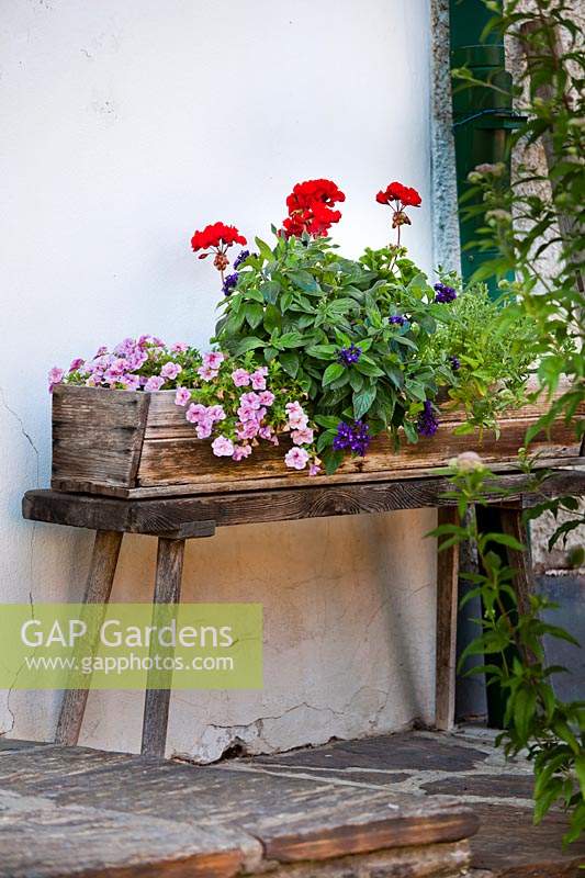 Wooden trough of Pelargoniums and Calibrachoa on a wooden stool.