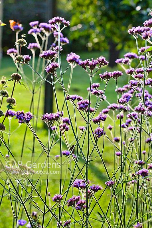 Verbena bonariensis - Purple top 