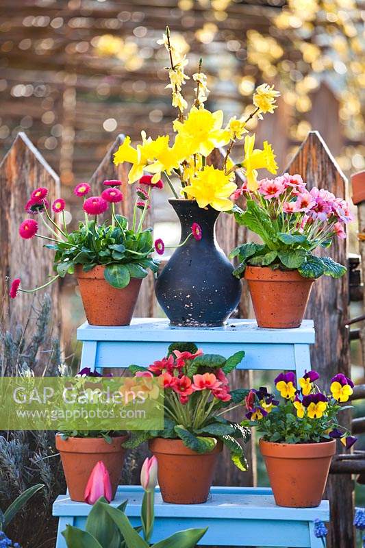 Flowering plants in pots on stepladder - Tulipa - Tulip, Bellis - Daisy, Viola, Primula and Narcissus - Daffodil in vase