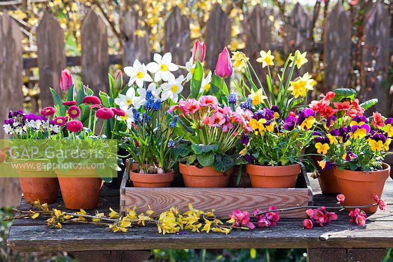 Pots of flowers on display on the table: Tulipa, Narcissus - Daffodil, Muscari, Primula, Viola and Bellis