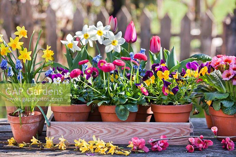 Small pots of Narcissus- Daffodil, Muscari, Viola, Bellis and Tulipa - Tulip